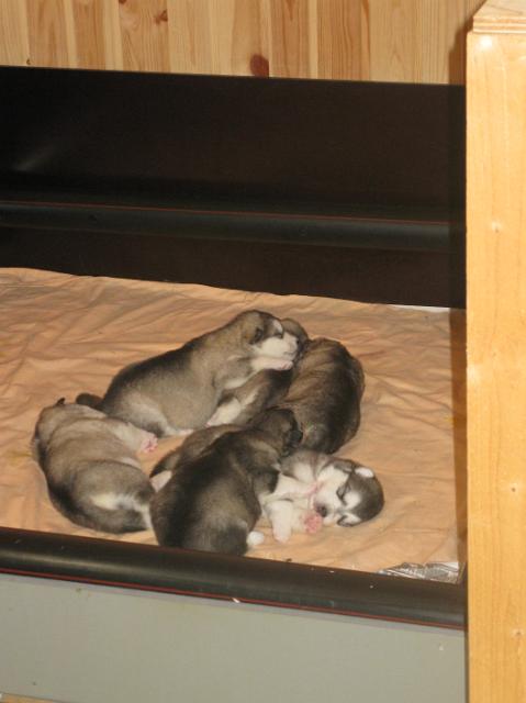 Annan pennut-pups18051096.JPG - 18.5.2010